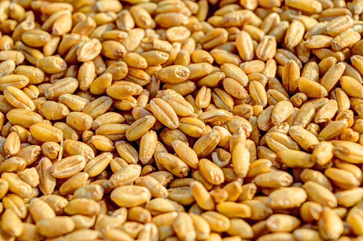 Golden Seeds Background