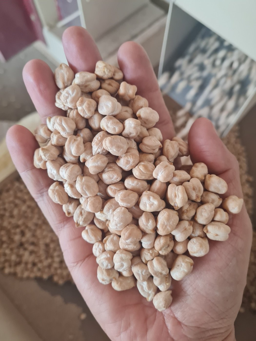 Hand holding Blanco Sinaloa chickpeas